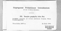 Inocybe geophylla image
